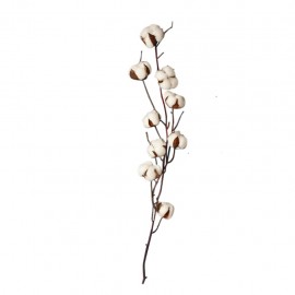 Fleur séchée de coton naturel